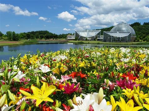 水 種 植物|【植物×イルミネーション】新潟市秋葉区「新潟県立植物園 クリ。